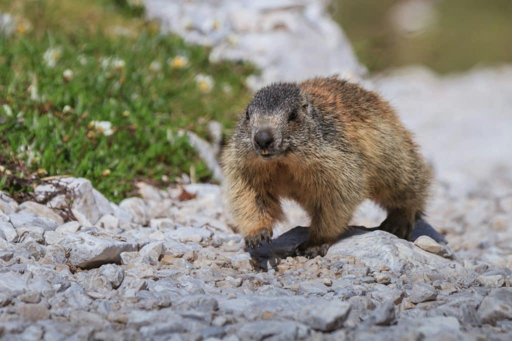 岩石上的高山旱獭（Marmota marmota）